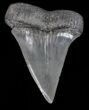 Fossil Mako Shark Tooth - Georgia #40655-1